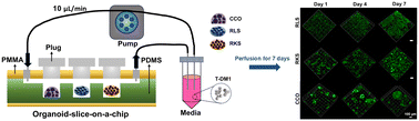 Graphical abstract: Microfluidic organoid-slice-on-a-chip system for studying anti-cholangiocarcinoma drug efficacy and hepatorenal toxicity