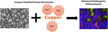 Graphical abstract: Titania nanotubes modified with copper enhance osteogenic differentiation of adipose derived stem cells