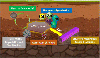 Graphical abstract: A review on the multifaceted effects of δ-MnO2 on heavy metals, organic matter, and other soil components