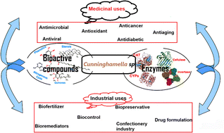 Graphical abstract: Rediscovering the chemistry of the Cunninghamella species: potential fungi for metabolites and enzymes of biological, industrial, and environmental values