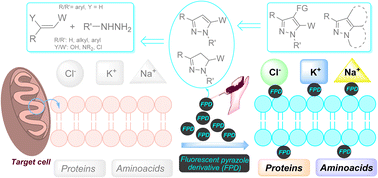 Graphical abstract: Chemistry and properties of fluorescent pyrazole derivatives: an approach to bioimaging applications