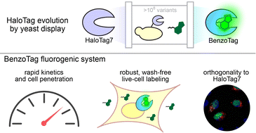 Graphical abstract: Multiplexed no-wash cellular imaging using BenzoTag, an evolved self-labeling protein