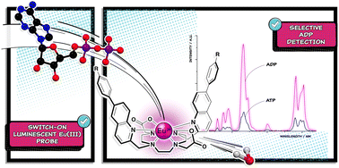 Graphical abstract: A switch-on luminescent europium(iii) probe for selective and time-resolved detection of adenosine diphosphate (ADP)