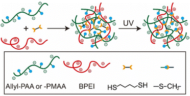 Graphical abstract: Covalently crosslinked coacervates: immobilization and stabilization of proteins with enhanced enzymatic activity