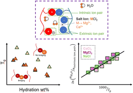 Graphical abstract: Divalent cation effects in the glass transition of poly(diallyldimethylammonium)–poly(styrene sulfonate) polyelectrolyte complexes