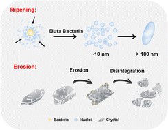 Graphical abstract: Crystallization ripening and erosion of calcium oxalate under the effect of bacteria and a polymer materials surface