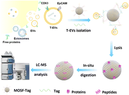 Graphical abstract: An orthogonal barcoding enabled smart nanodevice for highly efficient isolation and proteomic profiling of tumor-derived extracellular vesicles