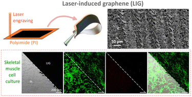 Graphical abstract: Evaluation of laser-induced graphene for skeletal muscle tissue engineering applications
