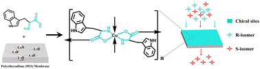 Graphical abstract: A chiral MOF membrane for enantioselective amino acid separation