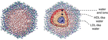 Graphical abstract: Size-dependent effect of nano-confinement of water in an ionic liquid matrix at low temperature