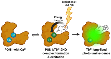 Graphical abstract: Intramolecular sensitization and structure of a Tb3+/2-hydroxyquinoline conjugate in the paraoxonase 1 active site