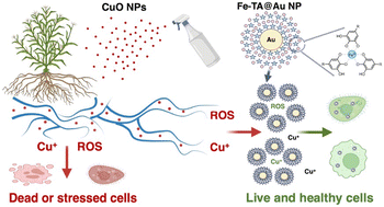 Graphical abstract: Metal–phenolic network-coated nanoparticles mitigate CuO nanotoxicity
