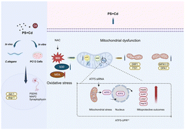 Graphical abstract: Synergistic neurotoxicity of polystyrene nanoplastics and cadmium co-exposure: oxidative stress, mitochondrial dysfunction, and ATF5-mediated mitochondrial unfolded protein response in C. elegans and PC12 cells