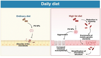 Graphical abstract: Co-exposure to a high-fat diet and nanoplastics synergistically exacerbates intestinal microbiota dysbiosis and susceptibility