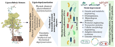 Graphical abstract: Lignin valorization through microbial production of polyhydroxyalkanoates: recent trends, challenges and opportunities