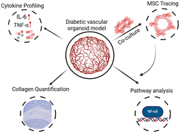 Graphical abstract: Mesenchymal stem cells attenuate diabetic vascular complication by reducing irregular extracellular matrix production in human blood vessel organoids
