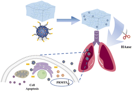 Graphical abstract: An enzyme-responsive hydrogel functionalized with mesoporous silica nanoparticles for co-delivery of cisplatin and shRNA to overcome chemotherapy resistance in non-small cell lung cancer