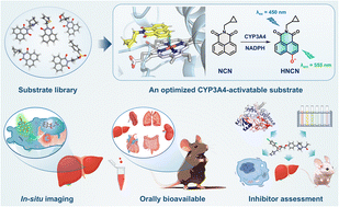 Graphical abstract: An optimized CYP3A4-activatable fluorogenic sensor for in situ functional imaging and multi-dimensional inhibitor assessment