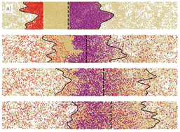 Graphical abstract: Dynamics and rupture of doped motility induced phase separation