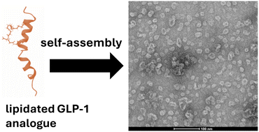 Graphical abstract: Observation of unique stable nano-assemblies of a lipidated glucagon-like peptide 1 analogue