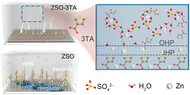 Graphical abstract: Position-selective modulation of carboxyl groups on thiophene rings for dendrite-free zinc metal anodes