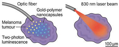 Graphical abstract: Two photon-responsive gold nanocapsules enable targeted photothermal hyperthermia of chemoresistant melanoma: injection-route-dependent efficacy and renal evidence of fragment clearance
