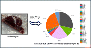 Graphical abstract: Presence of per- and poly-fluoroalkyl substances (PFAS) in brain samples of marine mammals from the St. Lawrence Estuary and Gulf, Canada