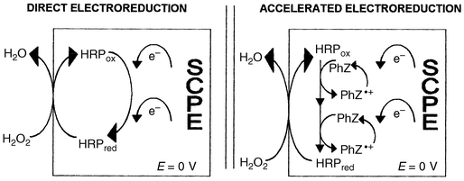 Schematic mechanism of direct and mediated bioelectrocatalytic reduction
of hydrogen peroxide at the HRP modifed sCPE.