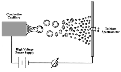 Schematic diagram of the electrospray ion formation process in ESMS.