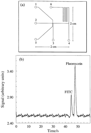 (a) Schematic diagram of the glass CE microchip used for all analyses.
Reservoirs labelled 1–6: (1) sample outlet, (2) buffer solution
inlet, (3) and (5) sample inlet, (4) and (6) outlet. (b) Electropherogram
of a separation of fluorescein (100 μM) and fluorescein isothiocyanate
(100 μM) on the planar glass microchip. The detection volume is located
4 cm downstream from the point of injection. Electric field = 300 V
cm−1; total capillary length = 10 cm (between reservoirs 2
and 6).