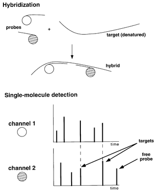 
          Schematic representation of the double-label coincidence assay.
Simultaneous detection of the two hybridized probes allow the detection of
a specific sequence of the target at the single-molecule level of
sensitivity.
        