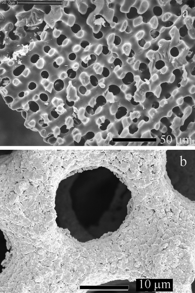 Scanning electron micrographs of (a) a cleaned echinoid skeletal shell
and (b) shell coated with gold and annealed. The bars correspond to (a) 50
μm and (b) 10 μm.