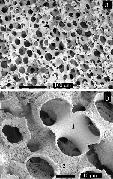 SE micrographs of gold-coated echinoid skeletal shell after in
situ dissolution of the calcium carbonate shell. 1 and 2 in (b) mark
the smooth inner and rough outer surfaces of the templated gold structure.
The bars correspond to (a) 100 μm and (b) 10 μm.