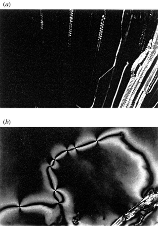 
          Optical textures of L1 (50wt%): (a) lyotropic smectic A phase 
(70 °C); (b) lyotropic smectic C phase (50 °C).
        