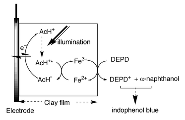  Proposed mechanisms for the formation of indophenol blue on the 
illuminated clay|AcH+ modified electrode.