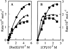 (A)
 Dependence of initial reaction rate on concentration of ruthenium(II
) complex at [CP]=2.5×10−2 M. (B) Dependence of initial reaction rate on concentration of CP at [Ru(II
)]=5.0×10−5
 M: (●) Ru(bpy)32+; (■) C6RuQPIm; (▲) C16RuQPIm.