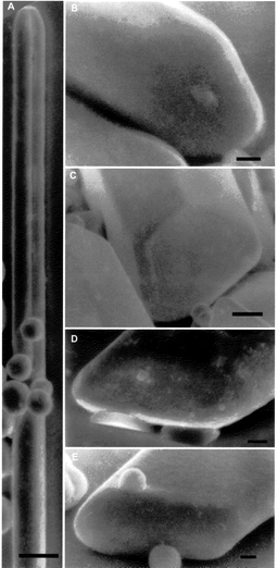 
Thin rod crystals precipitated on a microscope slide from 0.1 M KAgBr2 solutions in DMSO. Bar at the bottom corresponds to 1 μm.