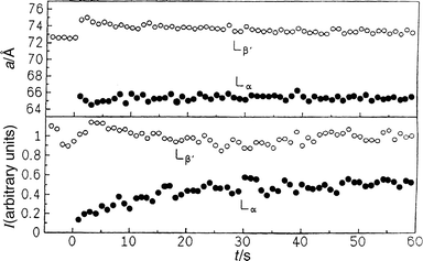 Lattice constants a and intensities I of the first-order Bragg reflections of the Lα
 and Lβ′ gel phases of DMPC–DSPC (40 wt.%) in excess water after a pressure jump from 400 to 180 bar at T=40°C.