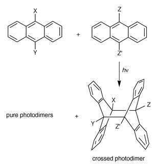 Crossed (mixed) photodimerization liable to produce a mixture of crossed
and pure photodimers (see Table 3); theoretically, two crossed photodimers
are possible only in the case of footnote f, in Table 3, where the hh photoproduct was
obtained.