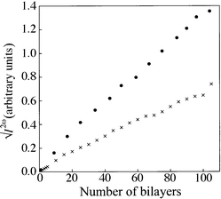 Variation of the square root of the second-harmonic intensity with the number of bilayers for 1∶1 mixed films interleaved with poly(tert-butyl methacrylate): 1a (×); 1b (solid circles).