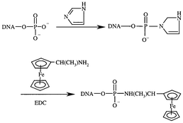 Synthesis of DNA probe labeled with aminoferrocene.