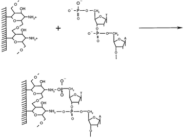 Immobilization schematic diagram of ssDNA on chitosan-modified glassy 
carbon electrode.