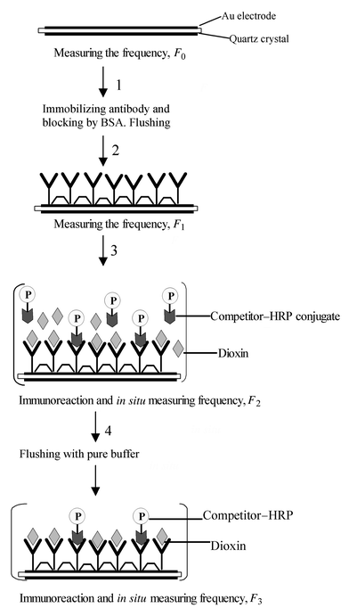 Schematic illustration of the immunosensor preparation and 
measurement.