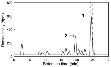 
          RP-18 HPLC analysis of in vitro formed oxidation products of 
[14C]pentagalloylglucose with an enzyme from Tellima 
grandiflora leaves. Assay mixtures, containing 12.5 μg (2,500 dpm) 
1 and enzyme (4 pkat) in 50 μl HEPES buffer (50 mM, pH 5.0), 
were incubated at 30 °C for 60 min, stopped by heat-denaturing of 
enzyme, and analyzed by RP-18 HPLC. (—), Enzyme assay; (⋯), 
blank with acid-denatured enzyme. (1), Pentagalloylglucose; 
(2) tellimagrandin II. HPLC conditions: Reprosil NE, 5 μm, 250 
× 4 mm i.d.; solvent A = 0.05% aq. H3PO4, B 
=0.05% H3PO4, in MeOH; gradient 0–1 min 10% B, 
1–3 min 10–30% B, 3–20 min 30–40% B, 20–40 
min 40% B; flow rate 0.7 ml min−1. Radioactivity was 
determined by fractionation of eluates and subsequent liquid-scintillation 
counting.
        