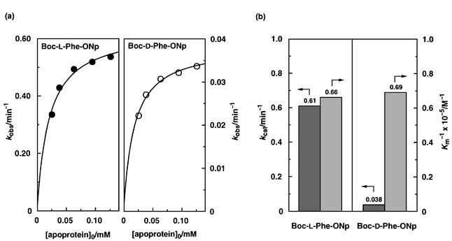 Hydrolysis of Boc-l-Phe-ONp and Boc-d-Phe-ONp 
(12.5 μM) in the presence of apomyoglobin (2–10 equiv.) in 
phosphate buffer (pH 7.0, 10 mM) containing 1% dioxane at 4 °C: (a) 
plots of hydrolysis rate constant (kobs) vs. 
initial concentration of apomyoglobin, and (b) association constants of the 
Michaelis complexes (Km−1) and maximum 
rate constants (kcat).