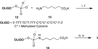 
          
            Reagents: i, PPh3, DMSO, DMAP, 
Py2S2; ii, DMSO; iii, PPh3, DMSO, 
Py2S2; iv, Et3N, DMSO, 11.
        
