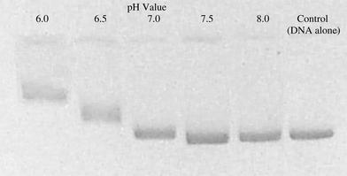 Comparison of DNA damage induced by 1 incubated at different pH 
values; visualised by electrophoretic DNA migration in an agarose gel.