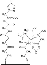 Schematic of the Gly-Gly-His modified electrode with and without 
complexed Cu2+.