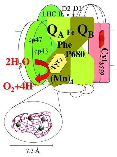 A schematic picture of the Photosystem II reaction centre with some of 
the central proteins in PSII. Most of the cofactors are bound to the D1 and 
D2 proteins. The reaction centre also contains a series of chlorophyll 
containing so-called antenna proteins (LHCII, CP43 and CP47 green in the 
figure; altogether an intact PSII complex in a normal plant contains about 
200 chlorophyll molecules that are involved in the absorption and transfer 
of light energy). Water oxidation is accomplished by the triad composed of 
the primary donor P680, the tyrosineZ radical and the 
Mn4 cluster. Their approximate location close to each other on 
the lumenal side of PSII is shown in the figure. The distance between 
TyrZ and P680 is about 12 Å and the distance 
between the centre of TyrZ and the centre of the Mn cluster is 
7–8 Å. The structure of the metal cluster is shown as 4 metal 
ions (Mn or Ca) that are drawn in the actually observed electron density 
map at 4.5 σ obtained from the 3.5 Å X-ray resolution of the 
PSII structure. The cluster structure has been generously provided by Drs 
Peter Orth, Athina Zeoni and Professor Wolfram Saenger (Berlin, Germany) 
prior to the publication of the structure. The density is shown at an 
approximately 45 degree angle compared to the membrane plane.