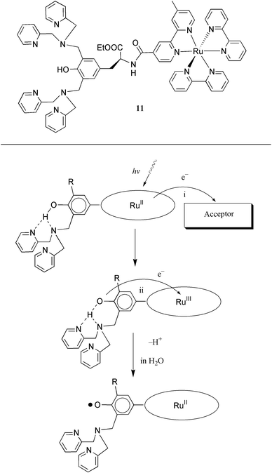 A proposed mechanism for the electron transfer from a dpa substituted 
tyrosine unit to the photogenerated Ru(iii) at room temperature. 
The dpa arm forms a hydrogen bond with the tyrosine unit, and this hydrogen 
bond promotes the intramolecular electron transfer. In water, the result is 
a deprotonated, neutral tyrosine radical. In acetonitrile solution, EPR 
measurements show that the radical formed is a cationic tyrosine 
species.